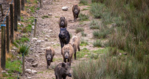 Norra tarastab Rootsi piiri, et kaitsta end seakatku eest