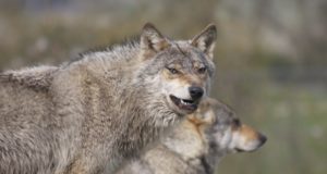 Läänemaal kütiti hundilimiit täis