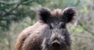 Seakatk on taas leidnud tee Eestisse