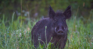 Sigade Aafrika katk jätkab levikut