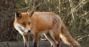 Tartu linn ja Tartu Jahindusklubi teevad koostööd linna sattunud metsloomade osas