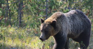 Tartu linnatänavatel uidanud karu jättis püüdjad pika ninaga
