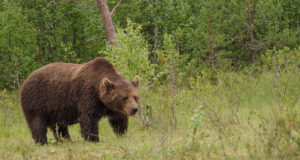 Karu ja ilvest kohtab metsas aina sagedamini