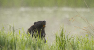 Nädalavahetusel jahivad loodusfotograafid parimaid tabamusi meie loodusest