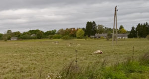 Hundid murdsid taas Läänemaal