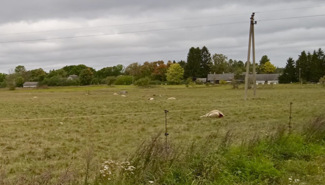 Hundimurdmine-oongas-vello-vichterpal-2-1