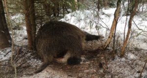 Põlvamaalt leiti taas seakatku