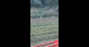 VIDEO: Hundid põllul