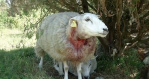 Piirsalus on hundid liikvel!