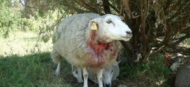 mustjala Paatsa külas