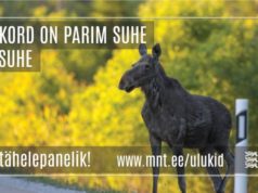 Ettevaatust – uuel Tartu maanteel on tihe põdraliiklus