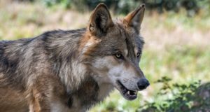 Talumehed peavad rahvusloomaga lootusetut võitlust