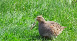 Kliimaministeerium plaanib jahieeskirja muuta