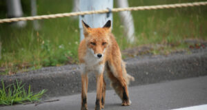 Saaremaalt leiti koerte katku