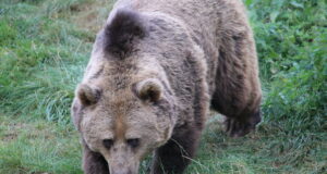 Suurenes oluliselt metssea, karu ja hundi küttimine, vähenes aga põtrade, kobraste, metskurvitsate ning enamuse hane ja pardi liikide küttimine