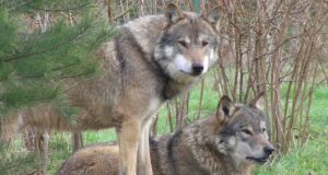 Sel jahihooajal on kütitud 12 hunti