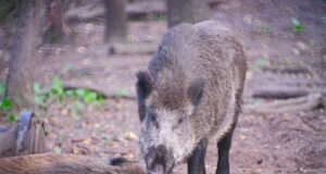 SAK ülevaade oktoobrikuu seisuga