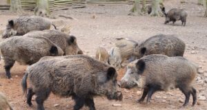 Seakatku leiti taas Valgamaalt