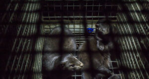 Mati Kaal ja Aleksei Turovski nõuavad karusloomafarmide keelustamist Eestis