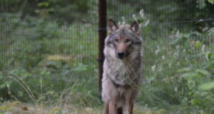 RMK kutsub Elistvere loomaparki hundipoisi ristsetele
