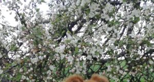 Jõgevamaal on kaduma läinud koer