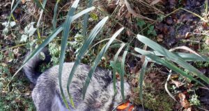 Hundid murdsid Järvamaal jahikoera