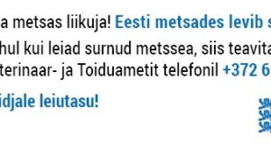 Veterinaar- ja Toiduamet palub teavitada surnud metsseast