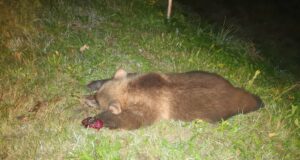 Karud surnuks sõitnud juht põgenes sündmuskohalt