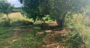 Aplad mesikäpad mürgeldasid mesilates. Ametnikud: raadio ei aita karu vastu!