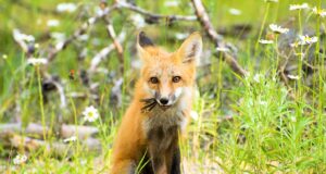 Rakvere linnarebaste perekond kolis oma majaalusest peidupaigast ise välja