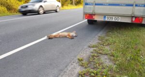 Metsloomad teel – kuidas nendega kokkupõrget vältida?
