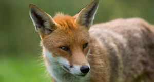 Mitmete ulukite tegevusjälgi kohtab looduses üha enam
