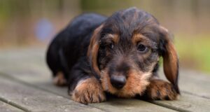 Ida-Virumaal vaktsineeriti 434 koera ja kassi marutaudi vastu