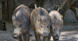 Meeldetuletus hiidlastele