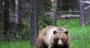 Karu uudistas Võru linnas