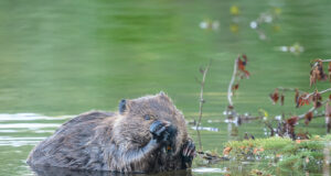 Koprad möllavad Rakvere linna serval