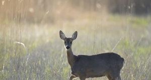 Kilde jahindusest sada aastat tagasi: juuni