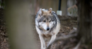 Sel nädalal on Viljandimaal hundid võtnud elu juba kolmelt koeralt