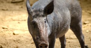 Seakatku on uuritud rohkem kui 5000 isendil