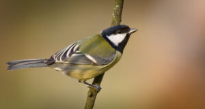 Käimas on talilinnuloenduse esimene periood