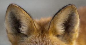 Vibujahiklubi ja jahimeeste ühine pöördumine