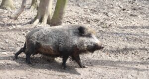 Lääne-Virumaal tuvastati metssigadel taas sigade Aafrika katku (SAK) viirus