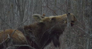 Kütitud on ligi 60% põtrade küttimismahust