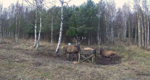 RMK hirvekaamera vahendusel saab imetleda talveks valmistuvaid hirvesid