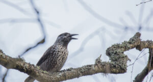 Veebiseminaril tutvustatakse keskkonnavaldkonna muudatusi
