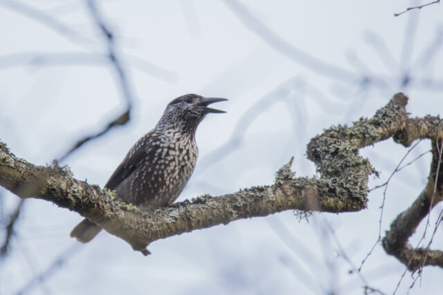Mänsak_Foto autor Kadri Paomees