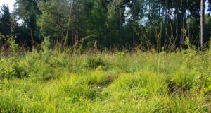 Vähempakkumine kuusetaimede heinast vabastamiseks.