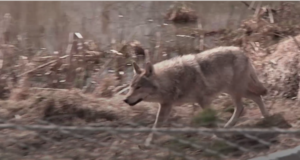 Tänavu on luba küttida rekordarv hunte