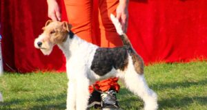 Säreveres toimub taas jahikoerte erinäitus