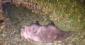 ÜLESKUTSE! Saada foto liiklusõnnetuses hukkunud ulukitest